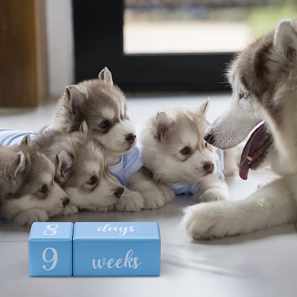 Blue Baby Monthly Milestone Blocks. Baby Age Blocks for Girl or Boy Baby Photo Props and Baby Shower. Month Baby Milestone Blocks with Grammatically Correct Month and Year