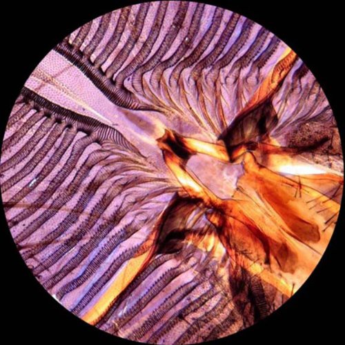 AmScope PS25 Prepared Microscope Slide Set for Basic Biological Science Education, 25 Slides, Includes Fitted Wooden Case Brown