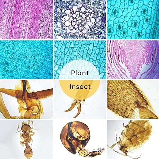 30 Microscope Slides with Specimens,Prepared Microscope Slides for Kids,Glass Slides for Microscope,Prepared Slides for Kids Microscope,Microscope Slide Preparation Kit for Biology Science Classes