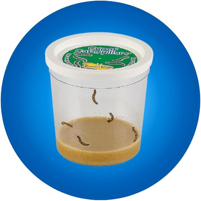 Insect Lore Raise and Release Butterfly Garden Kit – Caterpillar Habitat with redeemable Voucher – STEM-accredited Live Butterfly Growing Kit for Kids, Classrooms, and Homeschool Learning