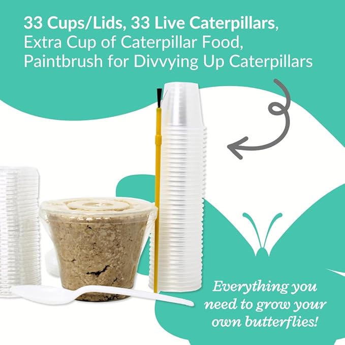 Clearwater Butterfly Live Painted Lady Butterflies - 33 Live Caterpillars Kit - Live Caterpillars to Butterflies - Classroom/School Kit & Habitat - (Suitable for All Ages)