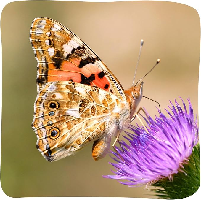 Insect Lore Butterfly Garden with Giant Birthday Card - 5 Live Baby Caterpillars, STEM Activity Journal, Habitat, Chrys-A-Lid Holder, Feeder - Raise and Release Painted Lady Butterflies