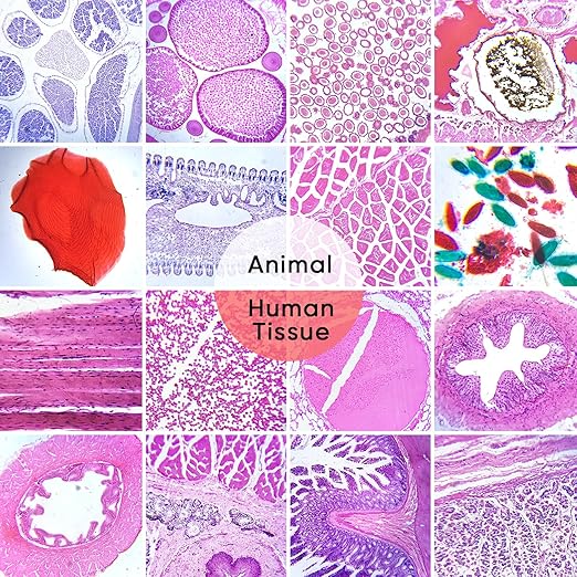 60 Microscope Slides with Specimens,Prepared Microscope Slides for Kids,Glass Slides for Microscope,Prepared Slides for Kids Microscope,Microscope Slide Preparation Kit for Biology Science Classes