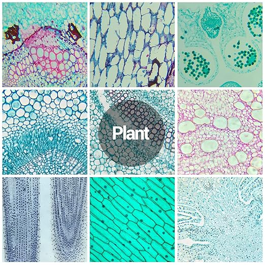 60 Microscope Slides with Specimens for Kids, Prepared Microscope Slides for Kids Microbiology, Prepared Microscope Slides for Adults