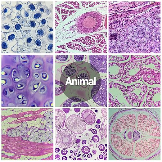 120 Microscope Slides with Specimens for Kids, Prepared Microscope Slides for Kids Microbiology, Prepared Microscope Slides for Adults